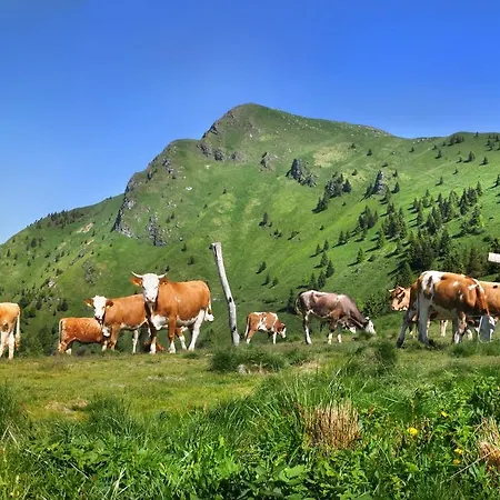 Отель Hotel Cerkno 3*